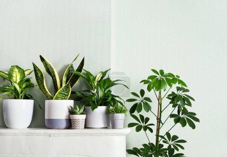 Indoor plants variete in the room with light green walls, indoor garden concept