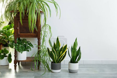 Indoor plants variete - sansevieria, chlorophytum in the room with light walls, indoor garden concept