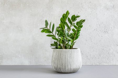 Zamioculcas, or zamiifolia zz plant in a gray ceramic pot on a light background, home gardening and minimal home decor concept