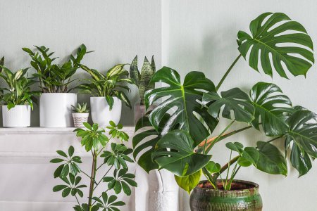 Téléchargez les photos : Variété de plantes d'intérieur - monstera, zz plant, schefflera dans la chambre avec des murs vert clair, concept de jardin intérieur - en image libre de droit