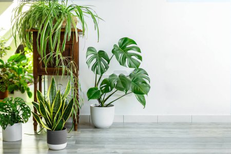 Variedad de plantas de interior - sansevieria, monstera, chlorophytum en la habitación con paredes de luz, concepto de jardín interior