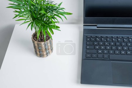 Ein geöffneter Laptop und eine Mini-Chamäleonpflanze auf einem Desktop mit Kopierraum