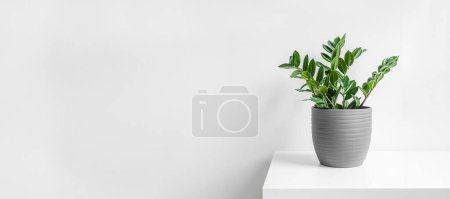 Zamioculcas, or zamiifolia zz plant in a gray ceramic pot on a white background, home gardening and minimal home decor concept banner with copy space