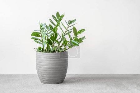 Zamioculcas, or zamiifolia zz plant in a gray ceramic pot on a gray table, home gardening and minimal home decor concept