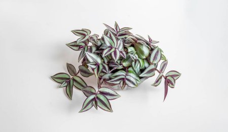 Home plant Tradescantia zebrina on a white background, minimal home decor top view banner
