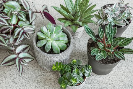 Varias plantas caseras - sansevieria, peperomia rosso, tradescantia en una mesa gris primer plano