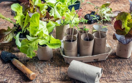 Photo for Seedlings in biodegradable cardboard toilet roll inner tubes, sustainable home gardening and plastic free concept - Royalty Free Image