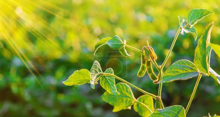 Photo for Soy beans grow in the field. Selective focus. Nature. - Royalty Free Image