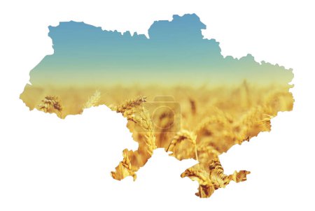 Ukraine background map field wheat. Selective focus. Nature.