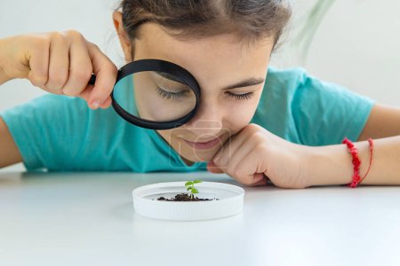 Téléchargez les photos : Un enfant examine une plante sous une loupe. Concentration sélective. Enfant.. - en image libre de droit