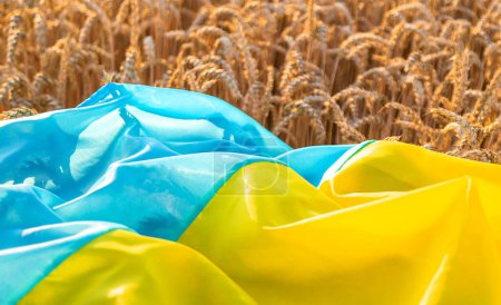Foto de Bandera de Ucrania en un campo de trigo. Enfoque selectivo. Naturaleza. - Imagen libre de derechos