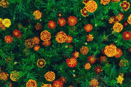 Foto de Las flores de Chernobrivtsy florecen en el jardín. Enfoque selectivo. naturaleza. - Imagen libre de derechos