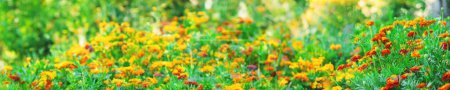 Foto de Las flores de Chernobrivtsy florecen en el jardín. Enfoque selectivo. naturaleza. - Imagen libre de derechos