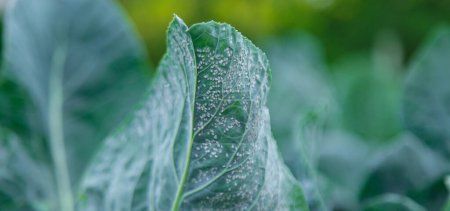 Photo for Whitefly is a pest on cabbage leaves in the garden. Selective focus. Nature. - Royalty Free Image