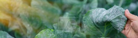 Téléchargez les photos : La mouche blanche est un ravageur sur les feuilles de chou dans le jardin. Concentration sélective. Nature. - en image libre de droit