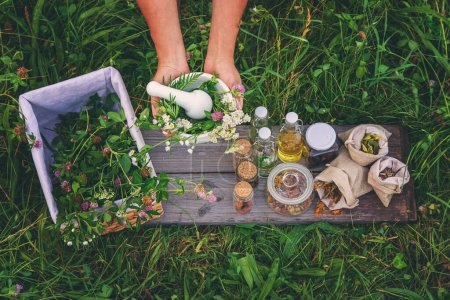 Eine Frau im Garten sammelt Heilkräuter für Tinkturen und alternative Medizin. Selektiver Fokus. Natur.