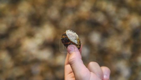 Photo for Growing escargot on a farm. Selective focus. animal. - Royalty Free Image