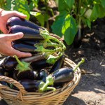 A man farmer harvests eggplants. Selective focus. Food.