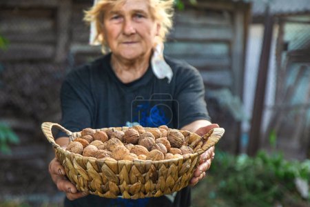 Photo for Grandmother collects walnuts in the garden. Selective focus. food. - Royalty Free Image