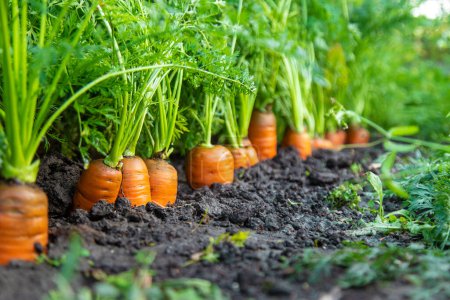 Photo for Carrot harvest in the garden. Selective focus. Food. - Royalty Free Image