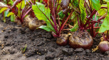 Photo for Beet harvest in the garden. Selective focus. Food. - Royalty Free Image