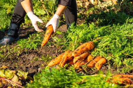 Photo for Carrot harvest in the garden. Selective focus. Food. - Royalty Free Image