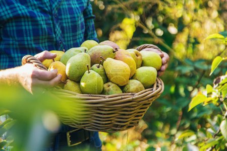 Photo for Pear harvest in the garden. Selective focus. Food. - Royalty Free Image