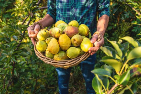 Photo for Pear harvest in the garden. Selective focus. Food. - Royalty Free Image