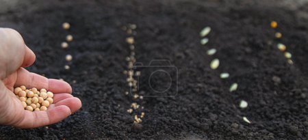 Photo for Sow seeds in the garden for rose gardens. selective focus. nature. - Royalty Free Image