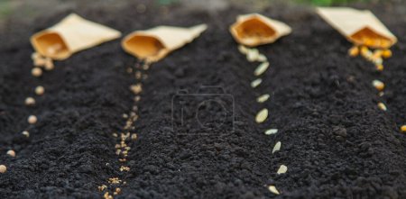 Photo for Sow seeds in the garden for rose gardens. selective focus. nature. - Royalty Free Image