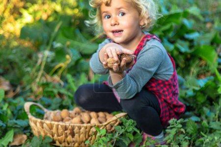 Photo for A child harvests nuts in the garden. Selective focus. Food. - Royalty Free Image