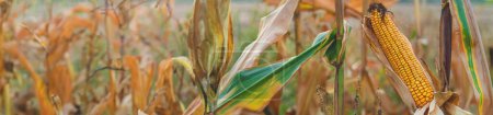 Photo for Corn harvest on the field. Selective focus. food. - Royalty Free Image