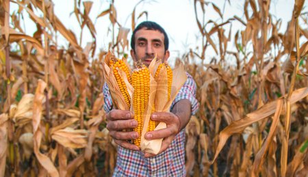 Récolte de maïs entre les mains d'un agriculteur. Concentration sélective. produits alimentaires.