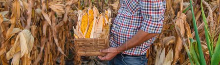 Photo for Corn harvest in the hands of a farmer. Selective focus. food. - Royalty Free Image