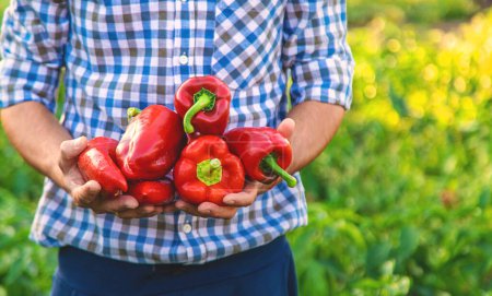 Photo for Sweet pepper harvest in the garden in the hands of a farmer. Selective focus. food. - Royalty Free Image