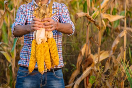Photo for Corn harvest in the hands of a farmer. Selective focus. food. - Royalty Free Image