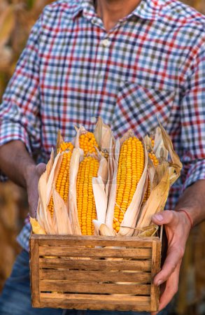 Cosecha de maíz en manos de un agricultor. Enfoque selectivo. alimentos.