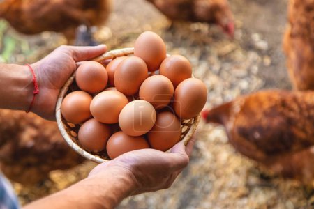Photo for Homemade chicken eggs are held by a farmer in his hands. Selective focus. food. - Royalty Free Image