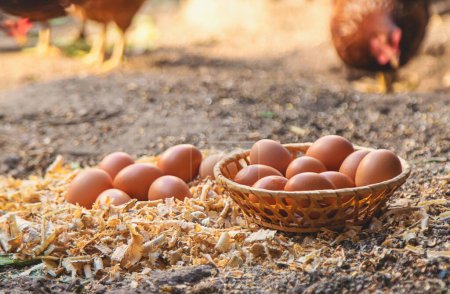Photo for Homemade chicken eggs on a farm. Selective focus. food. - Royalty Free Image