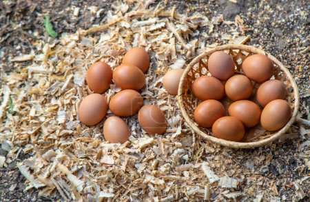 Photo for Homemade chicken eggs on a farm. Selective focus. food. - Royalty Free Image