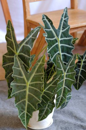 Tipo de planta ornamental Alocasia Amazonica Polly de la familia Araceae. Tiene la belleza de las hojas como orejas de elefante con patrones de línea.
