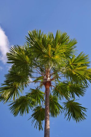 Téléchargez les photos : Palmier asiatique Palmier vu d'un angle bas contre un ciel bleu clair. - en image libre de droit