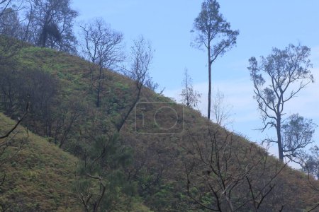 Bergrücken mit spärlicher Baumvegetation und von Büschen dominiert