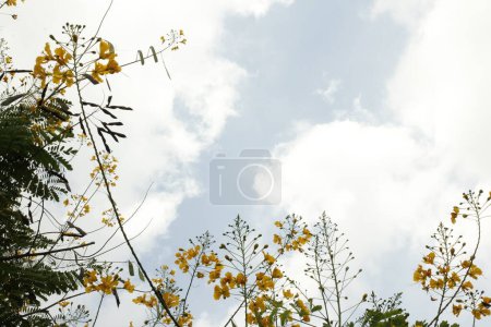 Cielo espacio blanco con marco de planta flor de pavo real, un pequeño árbol tropical de la familia Caesalpiniaceae.