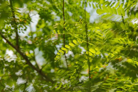 Las hojas verdes en el árbol de las flores del pavo real se exponen a la luz del sol caliente.