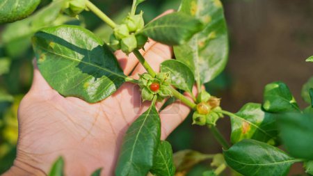Téléchargez les photos : Withania somnifera plante connue sous le nom Ashwagandha. Fruit Berry avec des feuilles d'ashwagandha, des herbes de ginseng indien, groseille à maquereau venimeuse ou cerise d'hiver. Avantages pour le poids, le stress et la santé - en image libre de droit