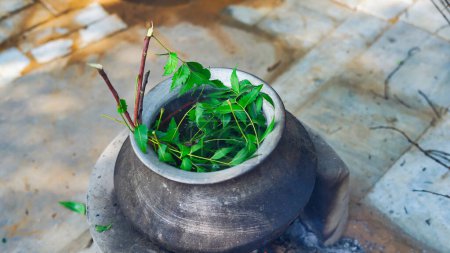 Photo for Green Neem leaves known as Azadirachta indica boiled in water on chulha. Boiling neem, nimtree or Indian lilac on clay stove. Indian village usage for Bathing and healthy benefits. - Royalty Free Image