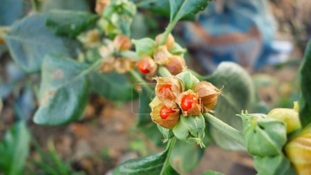 Withania somnifera Pflanze. Allgemein als Ashwagandha (Winterkirsche) bekannt, ist eine wichtige Heilpflanze, die im Ayurveda verwendet wurde. Indische Ginseng-Kräuter, Kanaje, giftige Stachelbeere. Gesundheitswesen