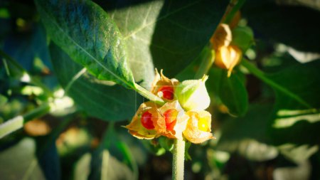 Withania somnifera planta. Comúnmente conocida como Ashwagandha (cereza de invierno), es una planta medicinal importante que se ha utilizado en Ayurved. Hierbas ginseng indias, kanaje, grosella venenosa. Asistencia sanitaria