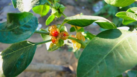 Téléchargez les photos : Withania somnifera plant. Communément appelé Ashwagandha (cerise d'hiver), est une plante médicinale importante qui a été utilisée en Ayurved. Herbes de ginseng indien, kanaje, groseille à maquereau venimeuse. Soins de santé - en image libre de droit